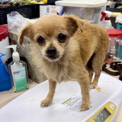 Shelter Stray Female Dog last seen Compass Academy 81st Ave, Oakland, CA, 1101 29th Ave, Oakland, CA 94601, USA