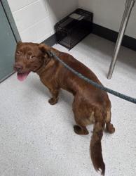 Shelter Stray Male Dog last seen Near Martin Luther King Way, Oakland, CA, 1101 29th Ave, Oakland, CA 94601, USA