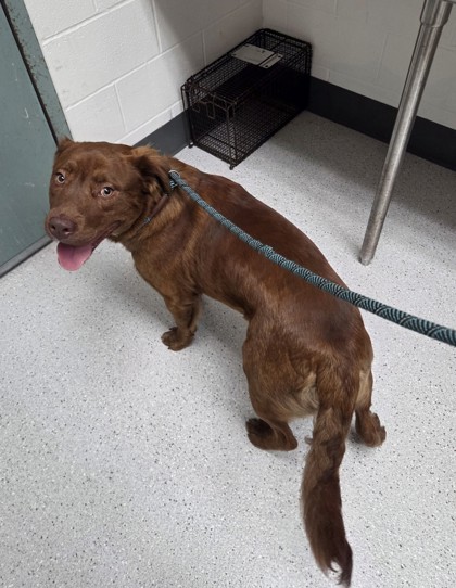 Shelter Stray Male Dog last seen Near Martin Luther King Way, Oakland, CA, 1101 29th Ave, Oakland, CA 94601, USA
