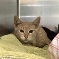 Shelter Stray Male Cat last seen Near International Ave, Oakland, CA, 1101 29th Ave, Oakland, CA 94601, USA