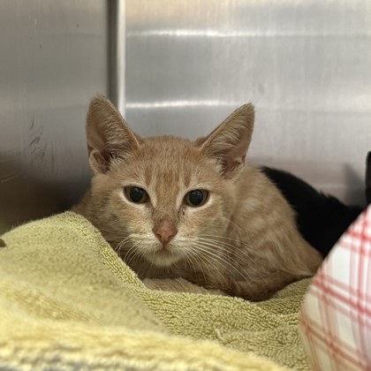 Shelter Stray Male Cat last seen Near International Ave, Oakland, CA, 1101 29th Ave, Oakland, CA 94601, USA