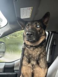 Shelter Stray Male Dog last seen Near Jonesboro road, Atlanta, GA, 1251 Fulton Industrial Blvd NW, Atlanta, GA 30336, USA