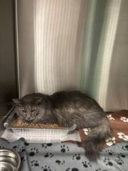 Shelter Stray Female Cat last seen Near Mansell Rd, Roswell,, 1251 Fulton Industrial Blvd NW, Atlanta, GA 30336, USA