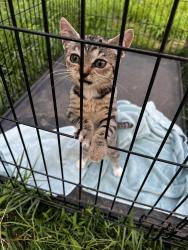 Found/Stray Unknown Cat last seen Honodel/Marsh Rd, Waynesboro, PA 17268