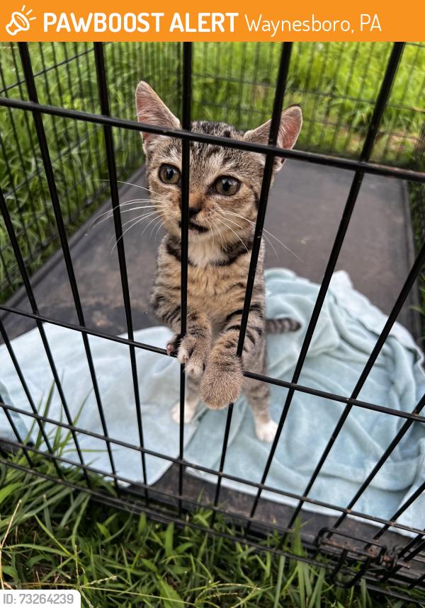 Found/Stray Unknown Cat last seen Honodel/Marsh Rd, Waynesboro, PA 17268