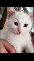 Lost Female Cat last seen Victoria and, West Elgin, ON N0L 2C0