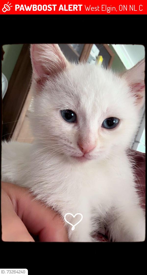 Lost Female Cat last seen Victoria and, West Elgin, ON N0L 2C0