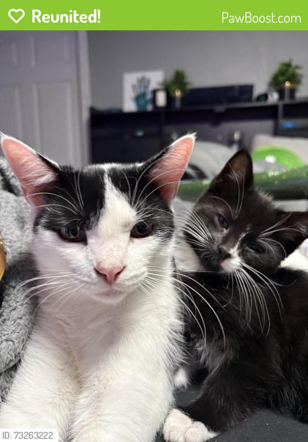 Reunited Male Cat last seen greenville ave, North Providence, RI 02909