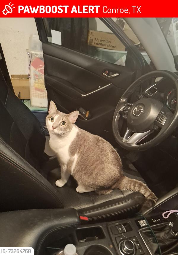 Lost Female Cat last seen Blue Opal Lane, Conroe, TX 77301