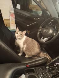 Lost Female Cat last seen Blue Opal Lane, Conroe, TX 77301
