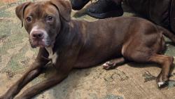 Found/Stray Female Dog last seen Banks Mill Rd and Dukes Rd, Douglas County, GA 30135
