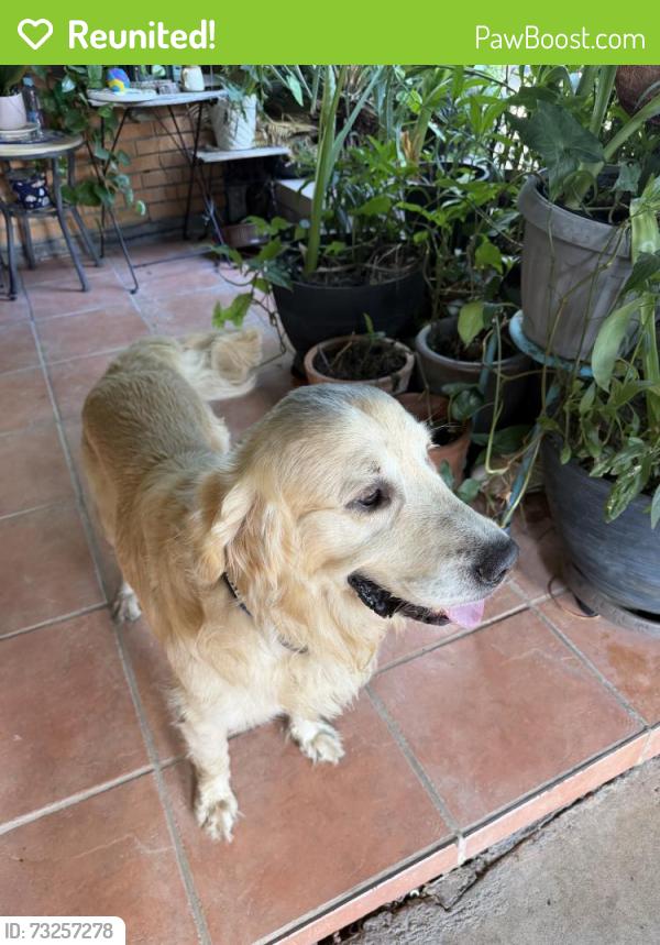 Reunited Male Dog last seen Near Candlewick St, Houston, TX 77015, USA, Houston, TX 77015
