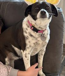 Reunited Female Dog last seen Near S 3200 W, West Valley City, Utah, West Valley City, UT 84119