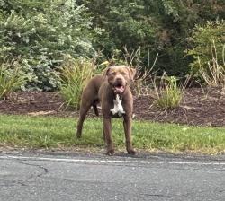 Found/Stray Male Dog last seen Robinhood Rd and Fleetwood Circle, Winston-Salem, NC 27106