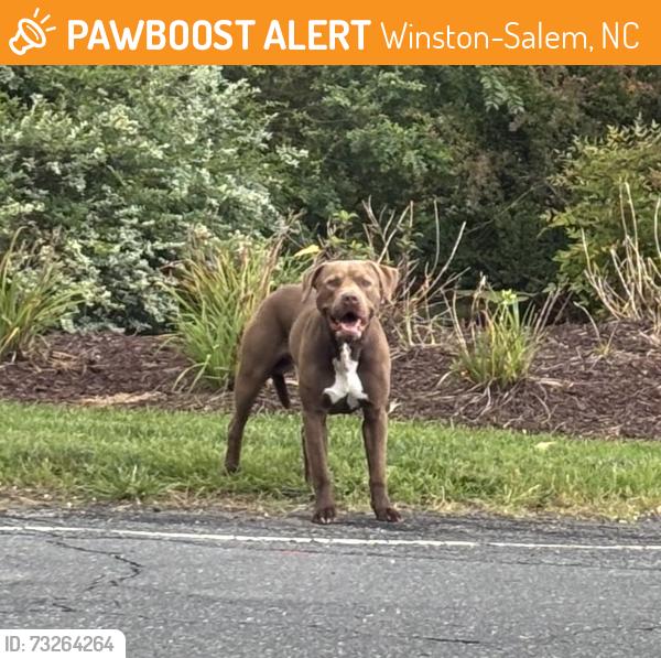 Found/Stray Male Dog last seen Robinhood Rd and Fleetwood Circle, Winston-Salem, NC 27106