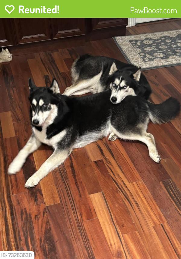 Reunited Male Dog last seen Salisbury, West Lafayette, IN 47906