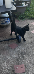 Lost Male Cat last seen Eden road, Rockingham County, NC 27288