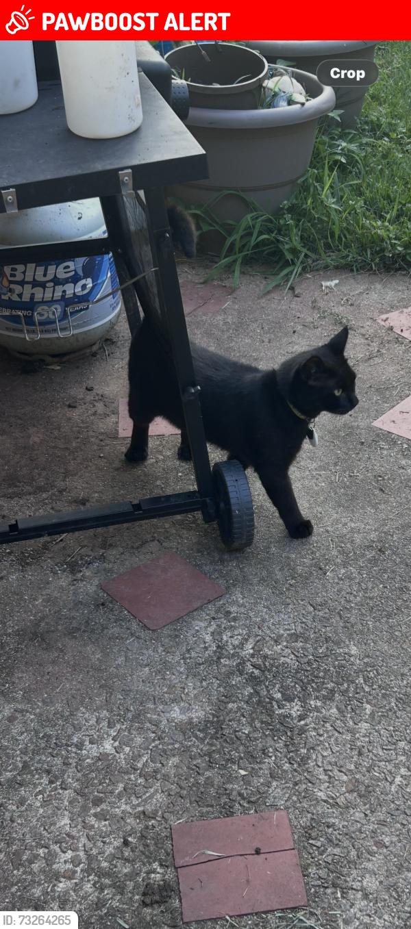 Lost Male Cat last seen Eden road, Rockingham County, NC 27288