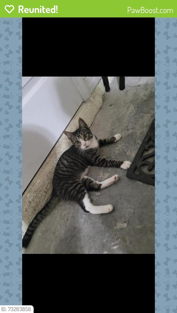Reunited Male Cat last seen Durden pkwy tranquility lakes, Cape Coral, FL 33993