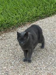 Found/Stray Unknown Cat last seen Country Club, Newport News, VA 23606