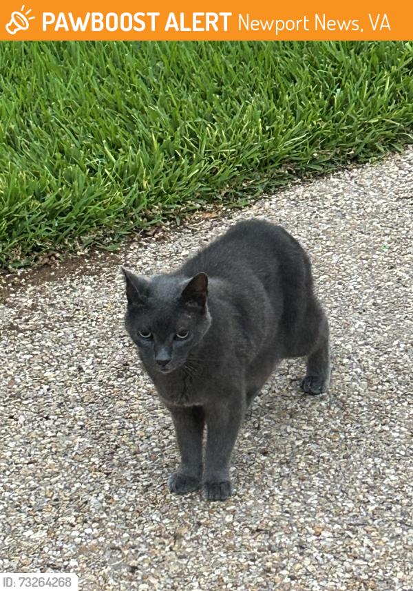 Found/Stray Unknown Cat last seen Country Club, Newport News, VA 23606