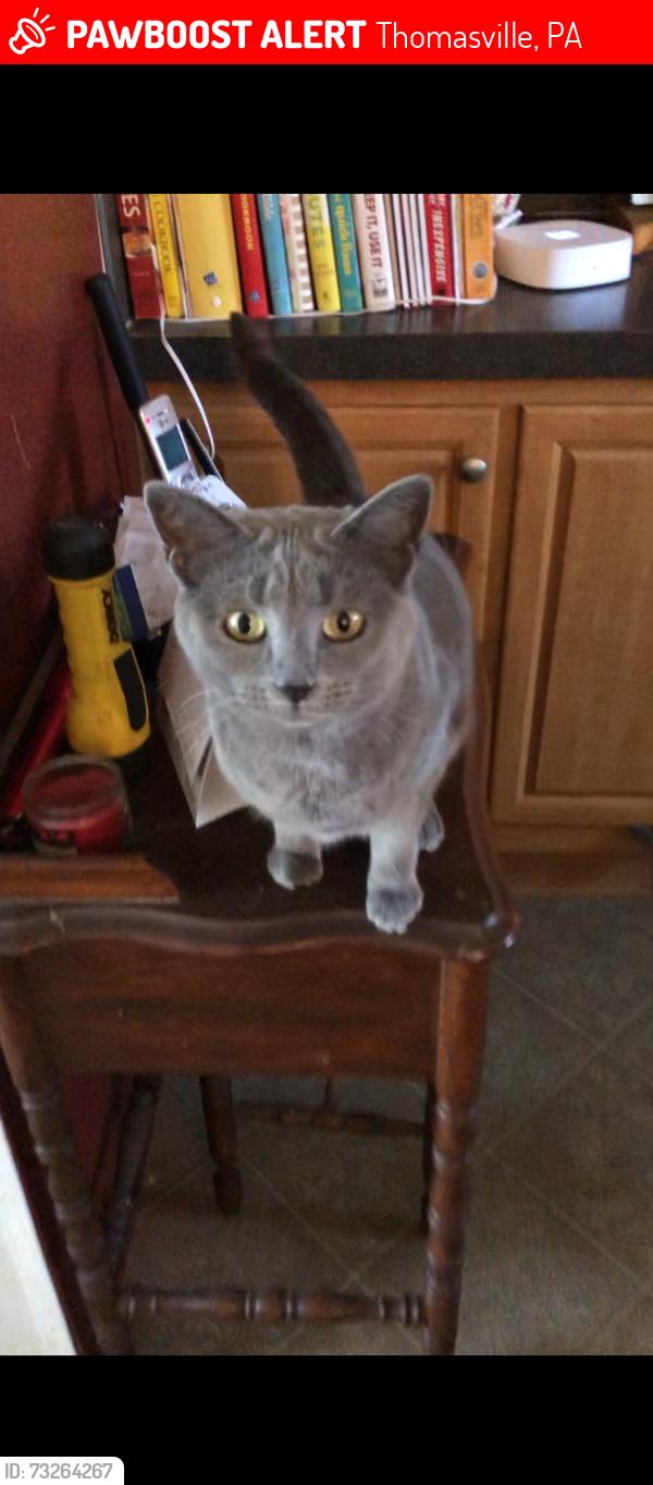 Lost Female Cat last seen C street, Thomasville, PA 17364