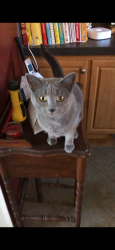 Lost Female Cat last seen C street, Thomasville, PA 17364