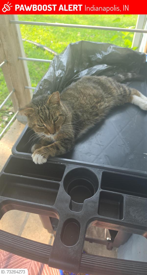 Lost Male Cat last seen Near Adams Street, Indianapolis, IN 46218