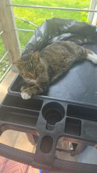 Lost Male Cat last seen Near Adams Street, Indianapolis, IN 46218