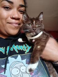 Lost Female Cat last seen Redan rd and stone mountain Lithonia, DeKalb County, GA 30058