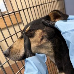 Shelter Stray Female Dog last seen Saturn Boulevard, San Diego, CA, 92154, 5500 Gaines St, San Diego, CA 92110, USA