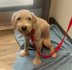 Shelter Stray Female Dog last seen 51st Street, San Diego, CA, 92114, 5500 Gaines St, San Diego, CA 92110, USA