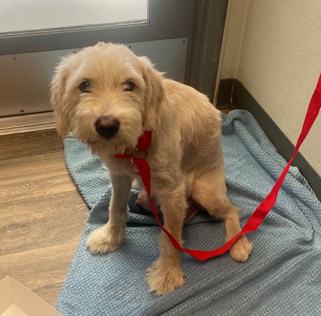 Shelter Stray Female Dog last seen 51st Street, San Diego, CA, 92114, 5500 Gaines St, San Diego, CA 92110, USA