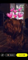 Lost Male Dog last seen Corn fields, Sampson County, NC 28344