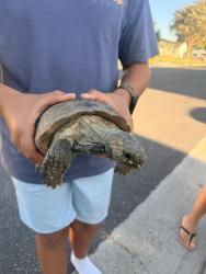 Found/Stray Unknown Reptile last seen Harco street & McNab, Long Beach, CA 90808