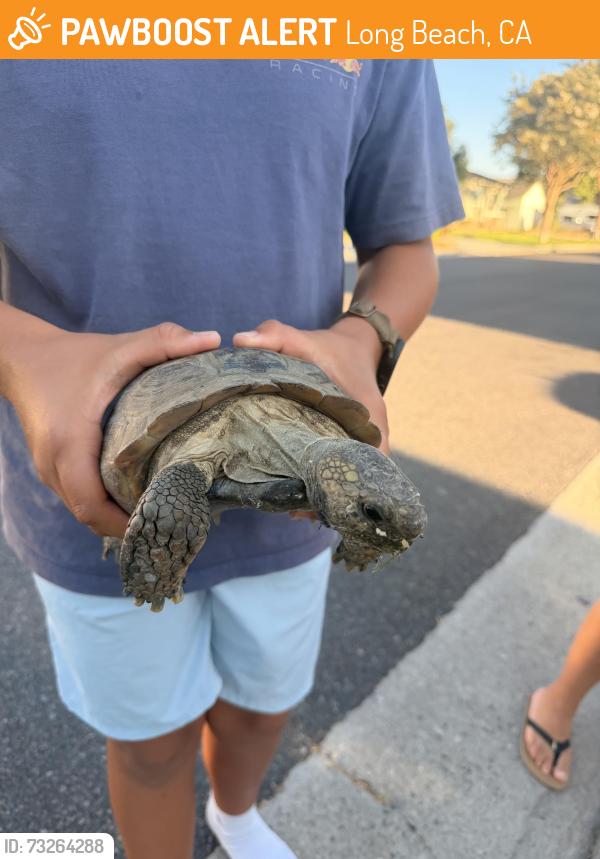 Found/Stray Unknown Reptile last seen Harco street & McNab, Long Beach, CA 90808