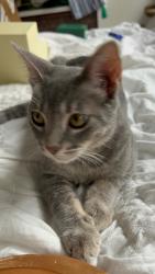 Reunited Male Cat last seen Teebird Lane, San Diego, CA 92123