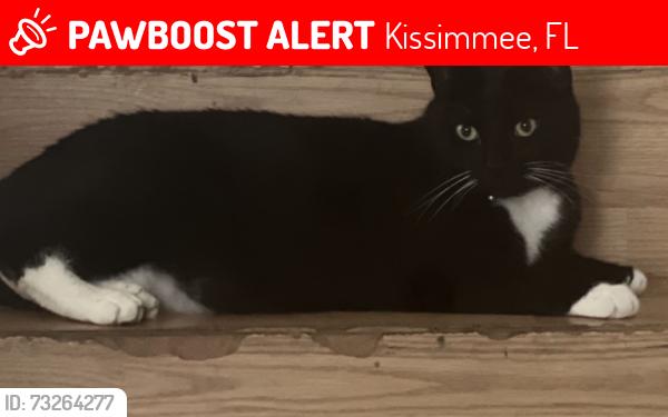 Lost Male Cat last seen Jason st Kissimmee fl 34744, Kissimmee, FL 34744