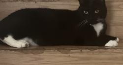 Lost Male Cat last seen Jason st Kissimmee fl 34744, Kissimmee, FL 34744