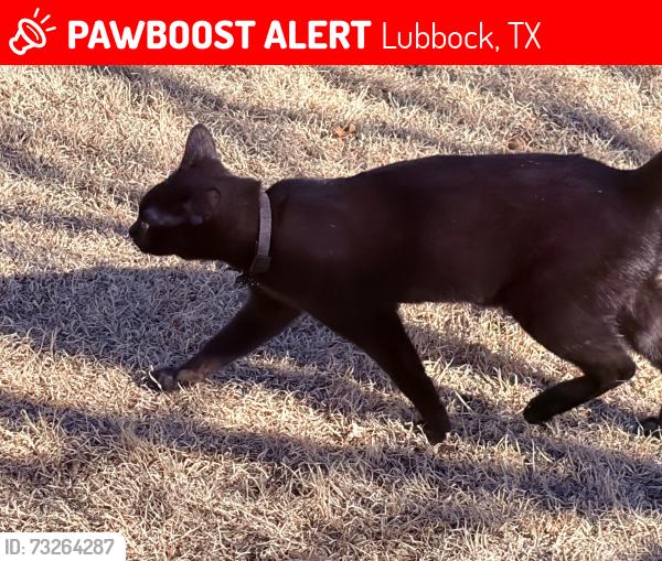 Lost Female Cat last seen By toot n totum on 4th and Milwaukee, Lubbock, TX 79416