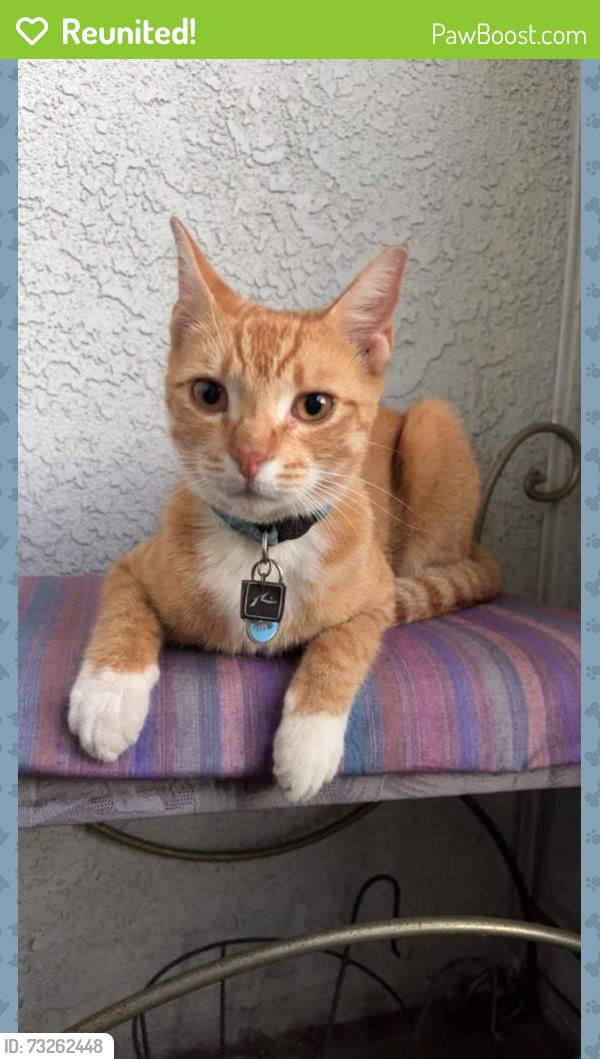 Reunited Male Cat last seen Orange wood Ave and Valley View St, Cypress, CA 90630