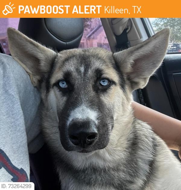 Found/Stray Male Dog last seen Bunny trail, Killeen, TX 76549