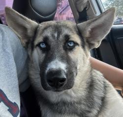 Found/Stray Male Dog last seen Bunny trail, Killeen, TX 76549