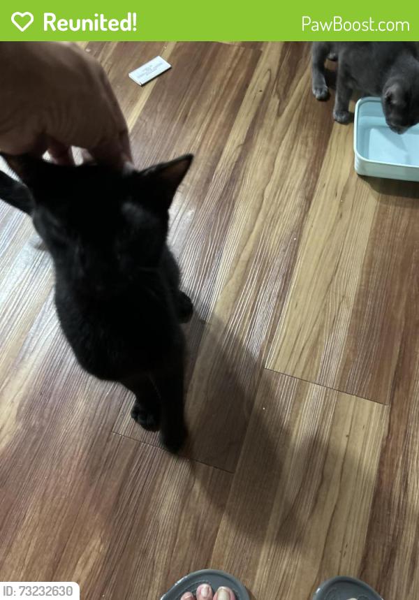 Reunited Male Cat last seen Willowcreek and Mount Juliet rd, Mt. Juliet, TN 37122