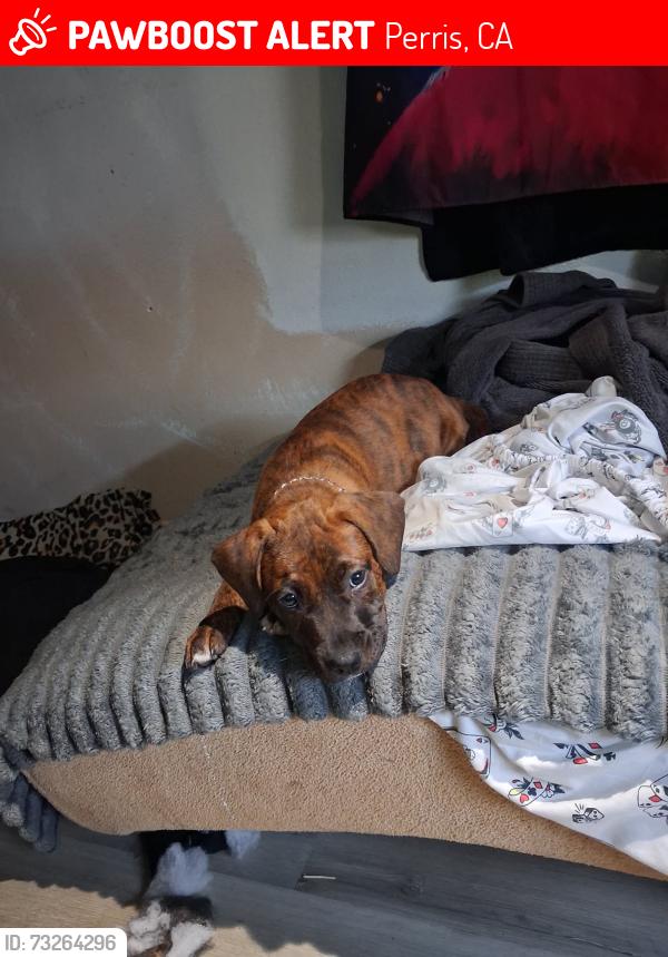 Lost Female Dog last seen Evan’s moraga ave, Perris, CA 92571