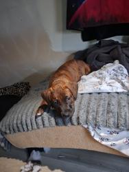 Lost Female Dog last seen Evan’s moraga ave, Perris, CA 92571