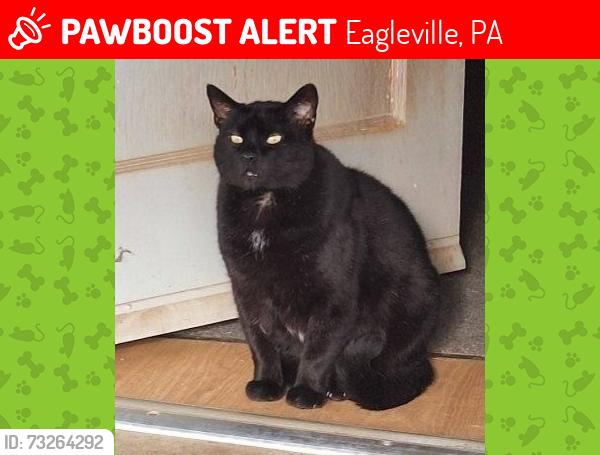 Lost Male Cat last seen Woodland and Roger's Rd, Eagleville, PA 19403