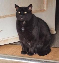 Lost Male Cat last seen Woodland and Roger's Rd, Eagleville, PA 19403