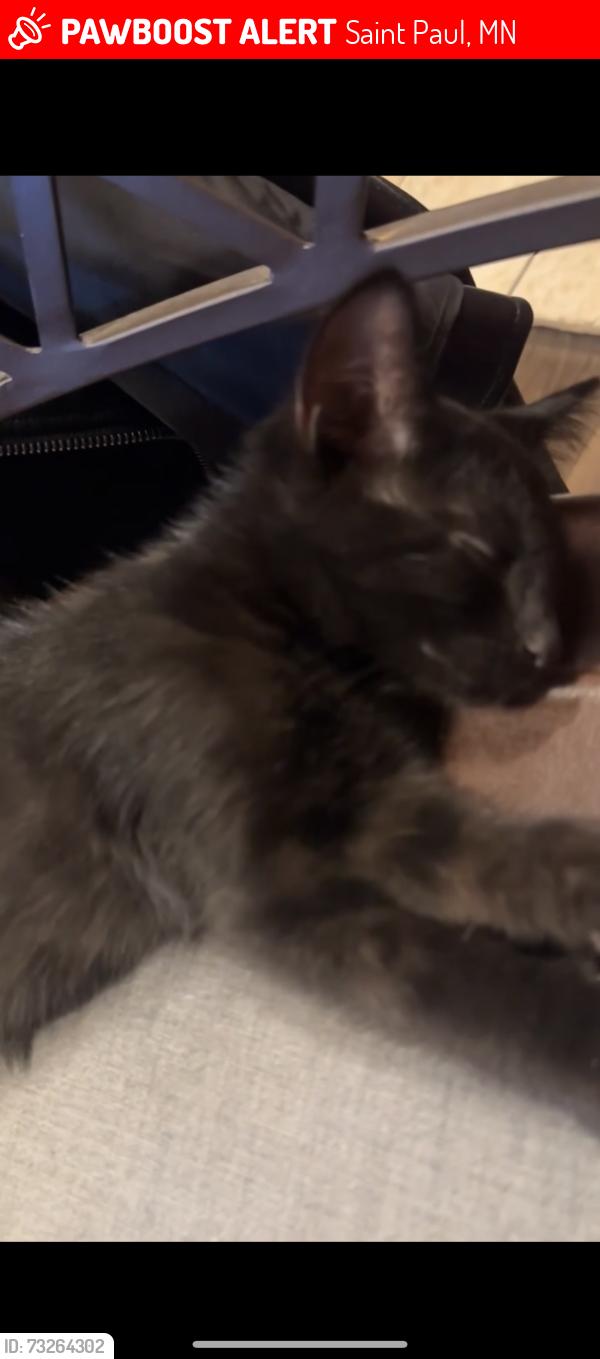 Lost Female Cat last seen Next to wellstone elementary, Saint Paul, MN 55117