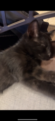 Lost Female Cat last seen Next to wellstone elementary, Saint Paul, MN 55117